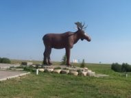 Moose in Moosejaw